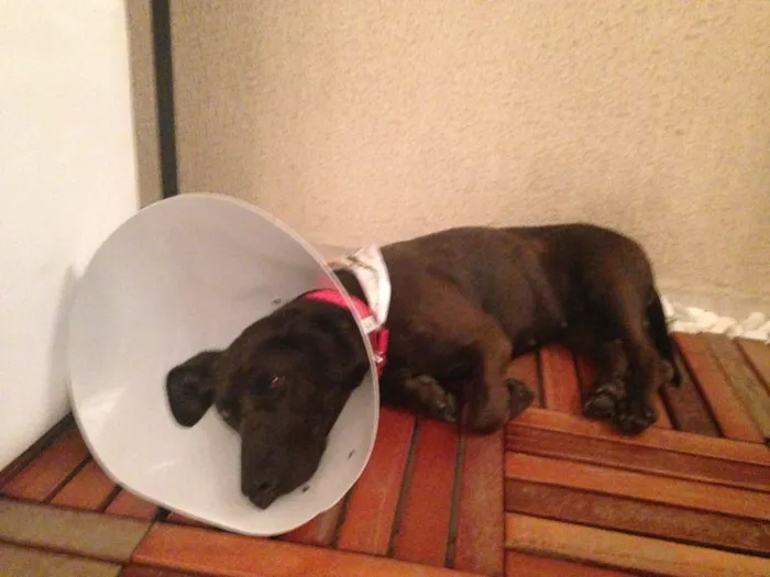 Cachorro ra a Labrador com Basset idade 1 ano nome Menina