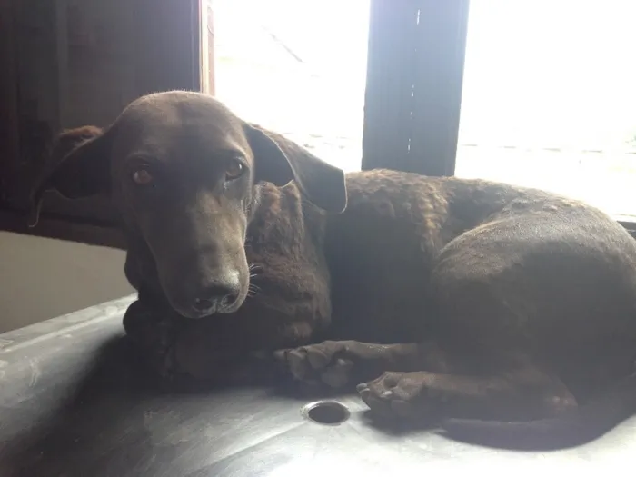 Cachorro ra a Labrador com Basset idade 1 ano nome Menina