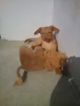 mel