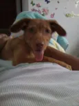 mel