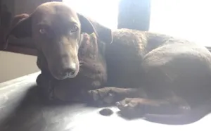 Cachorro raça Labrador com Basset idade 1 ano nome Menina