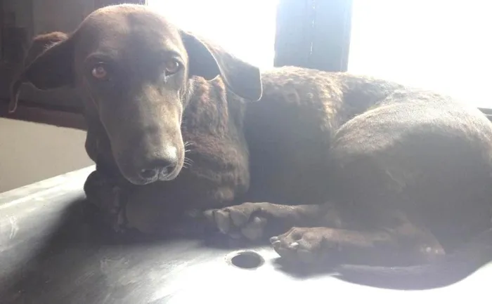 Cachorro ra a Labrador com Basset idade 1 ano nome Menina