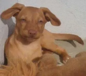 Cachorro raça  idade 1 ano nome mel 