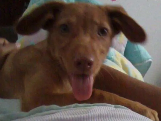 Cachorro ra a  idade 1 ano nome mel 