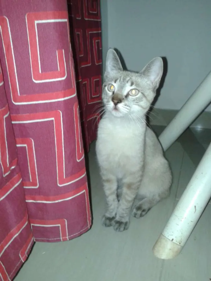 Gato raça  idade 2 a 6 meses nome Eddie