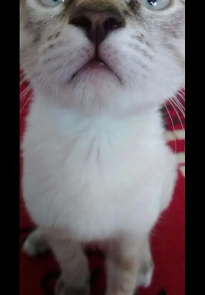 Gato raça  idade 2 a 6 meses nome Eddie