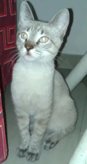 Gato raça  idade 2 a 6 meses nome Eddie