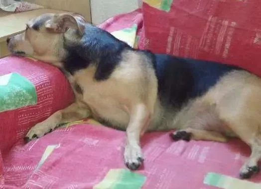 Cachorro ra a Vira lata idade 2 anos nome Kiko