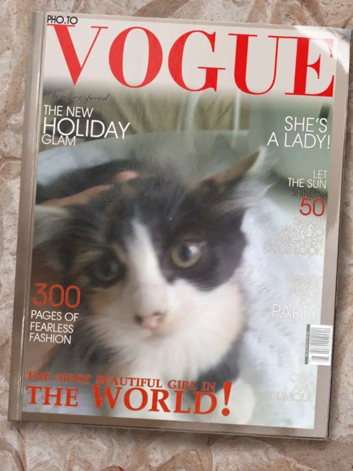 Gato ra a SRD idade Abaixo de 2 meses nome A gata da capa