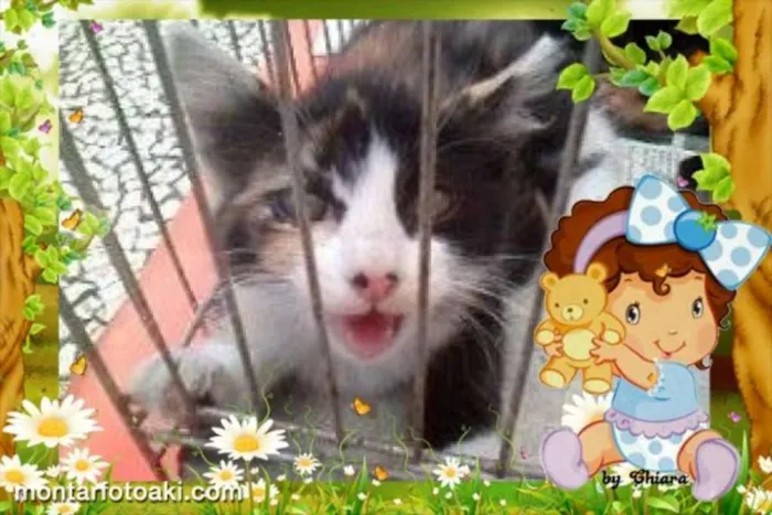 Gato ra a SRD idade Abaixo de 2 meses nome A gata da capa