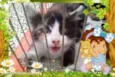 A gata da capa