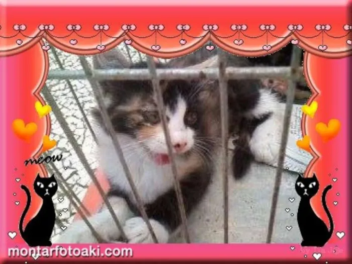 Gato ra a SRD idade Abaixo de 2 meses nome A gata da capa