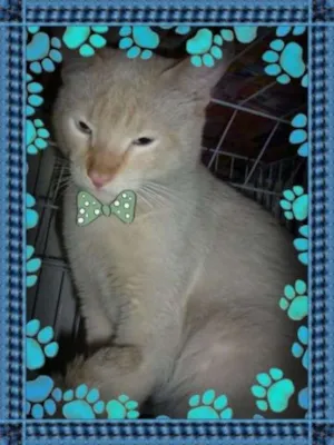 Gato raça Siamês Red point idade 1 ano nome Indigo