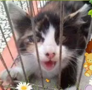 Gato raça SRD idade Abaixo de 2 meses nome A gata da capa
