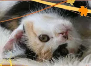 Gato raça SRD idade Abaixo de 2 meses nome A gata do calendário 