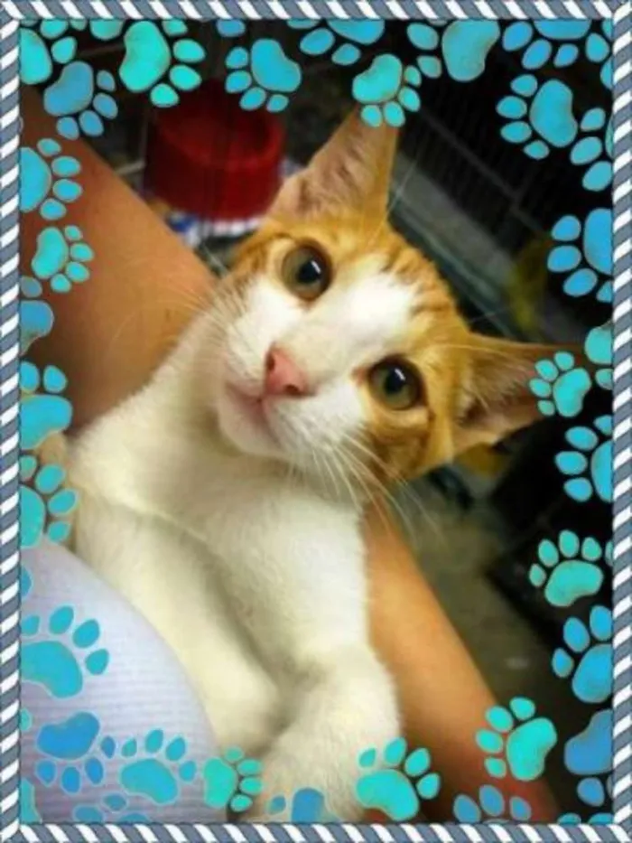 Gato ra a SRD idade 2 a 6 meses nome Brilho do sol