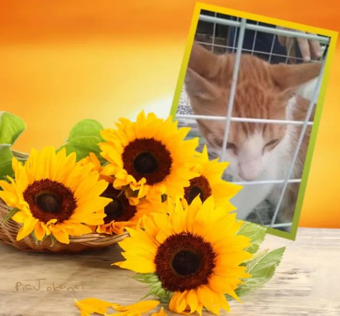 Gato ra a SRD idade 2 a 6 meses nome Brilho do sol