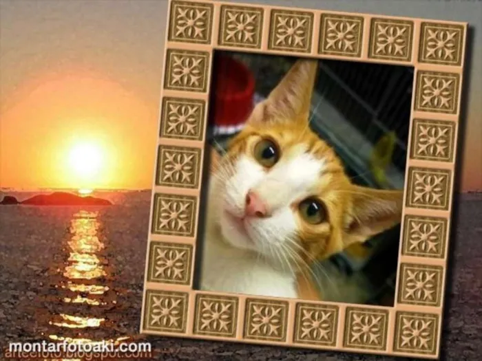 Gato ra a SRD idade 2 a 6 meses nome Brilho do sol
