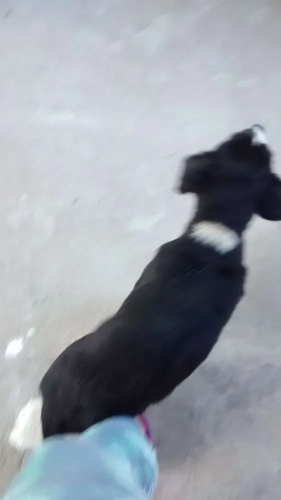 Cachorro ra a SRD idade 2 a 6 meses nome NEGUINHA