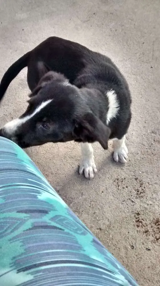 Cachorro ra a SRD idade 2 a 6 meses nome NEGUINHA