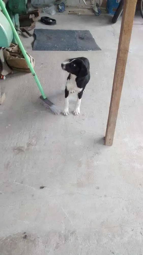 Cachorro ra a SRD idade 2 a 6 meses nome NEGUINHA