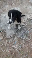 NEGUINHA