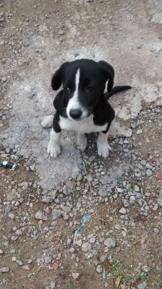 Cachorro ra a SRD idade 2 a 6 meses nome NEGUINHA
