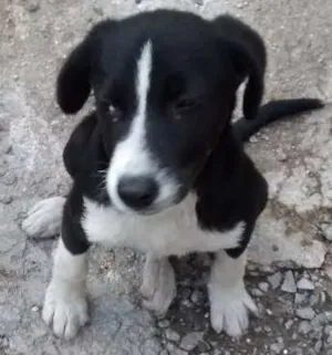 Cachorro raça SRD idade 2 a 6 meses nome NEGUINHA