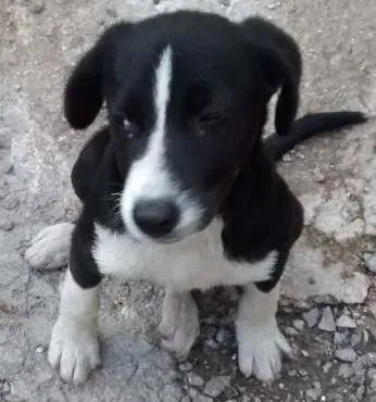 Cachorro ra a SRD idade 2 a 6 meses nome NEGUINHA