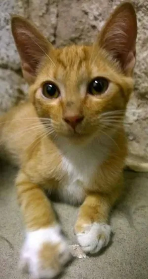 Gato raça SRD idade 2 a 6 meses nome Gato de Botas