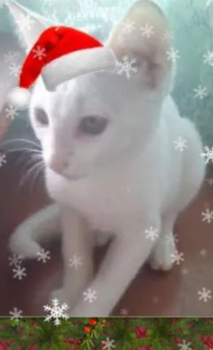Gato raça SRD idade 2 a 6 meses nome Doce de Côco