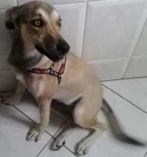 Cachorro raça SRD idade 1 ano nome Sofia