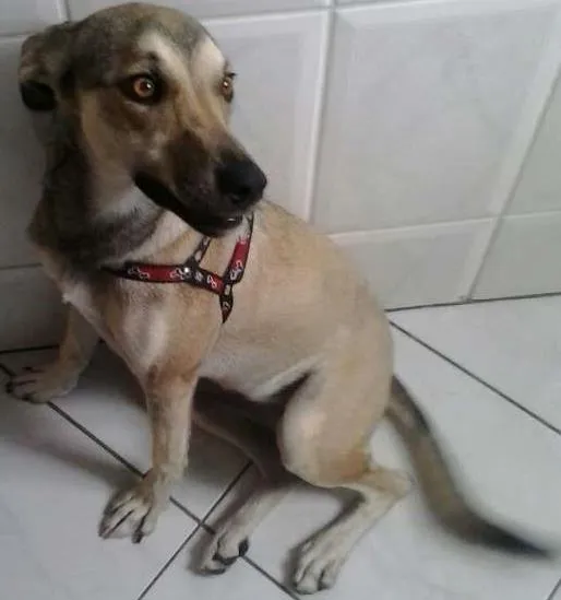 Cachorro raça SRD idade 1 ano nome Sofia