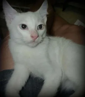 Gato raça SRD idade 2 a 6 meses nome Geladinho