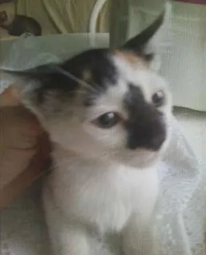 Gato raça SRD idade Abaixo de 2 meses nome Obra de arte, em fo