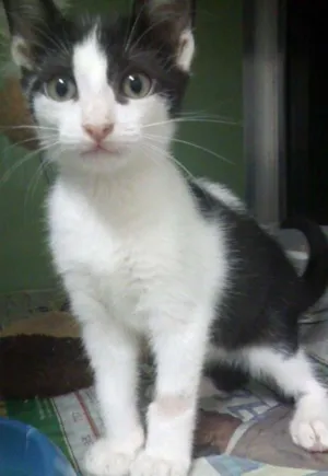 Gato raça SRD idade 2 a 6 meses nome Gato de mascara