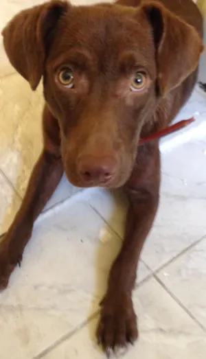 Cachorro raça Não Definida idade 7 a 11 meses nome Poup