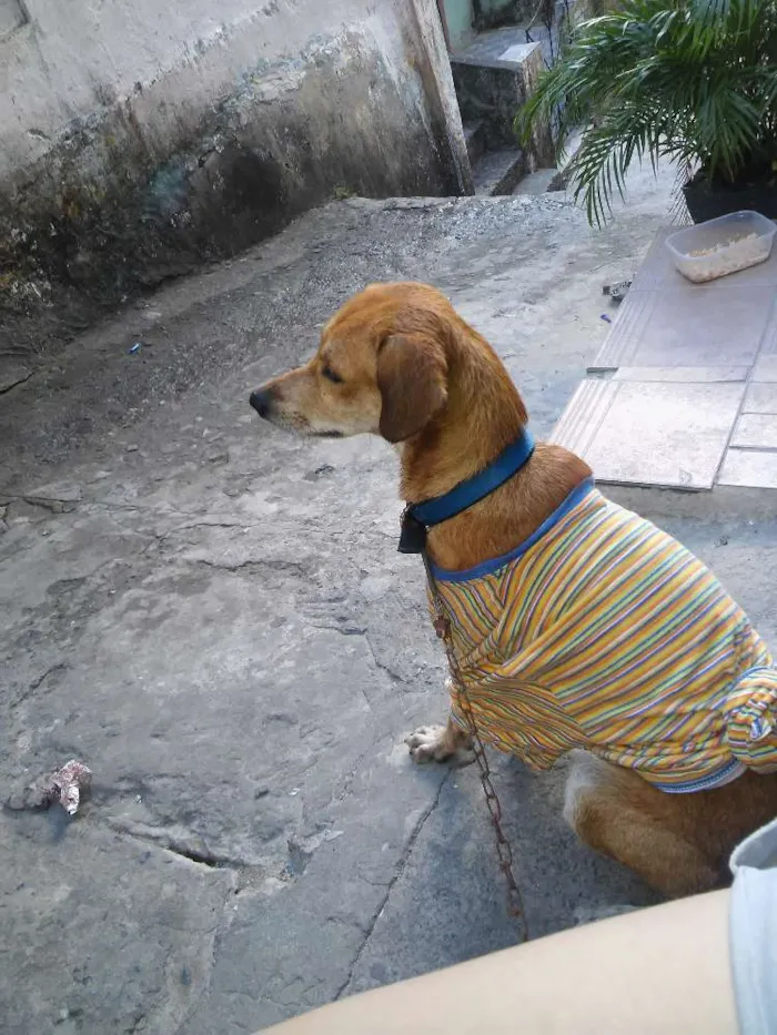 Cachorro raça desconhecida idade 2 anos nome barrote