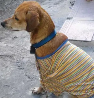 Cachorro raça desconhecida idade 2 anos nome barrote
