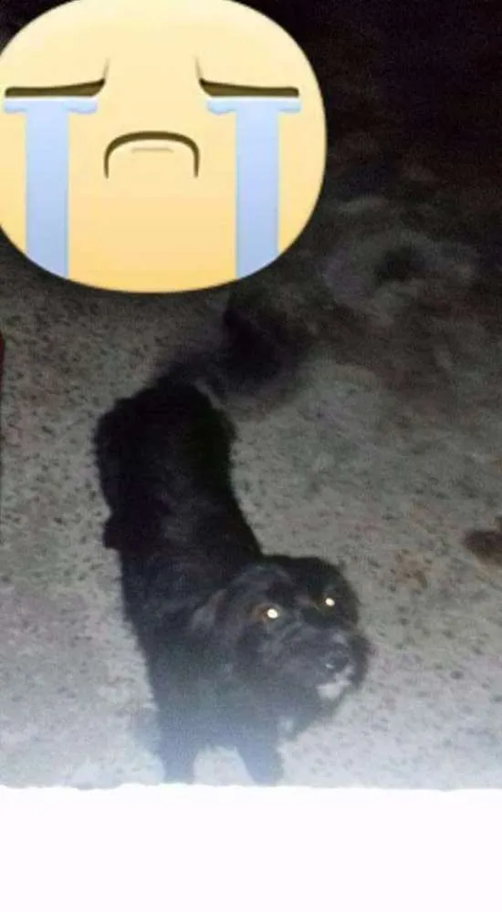 Cachorro ra a Vira lata idade  nome Zaira