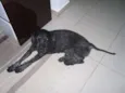 Spot