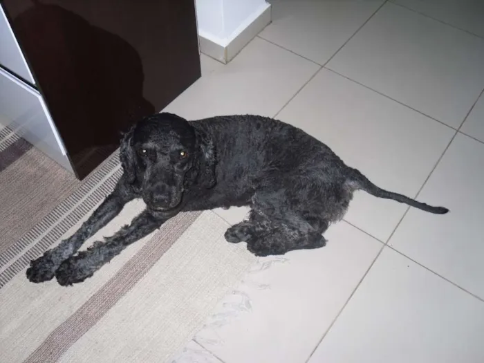 Cachorro raça Poodle idade 2 a 6 meses nome Spot