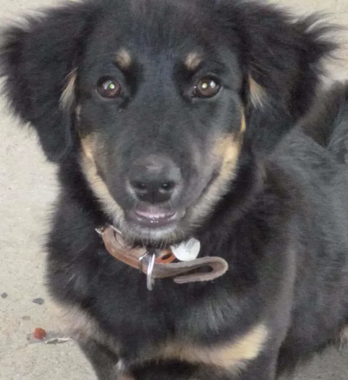 Cachorro ra a SRD idade 2 anos nome Jack