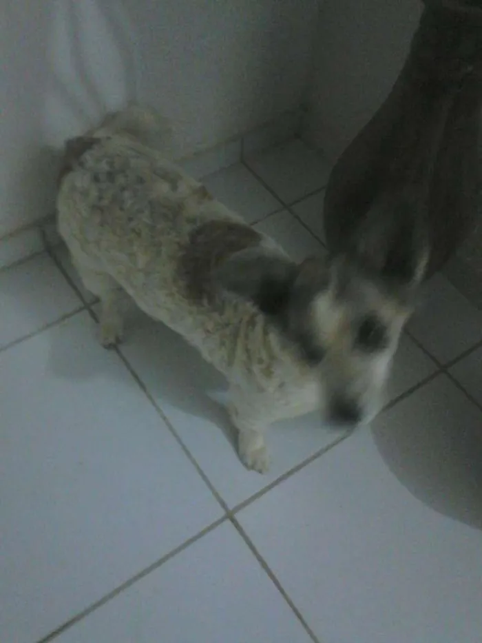 Cachorro raça mestiça idade 6 ou mais anos nome nicoly