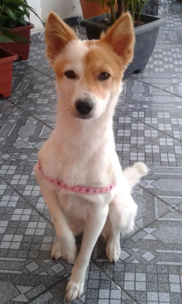 Cachorro ra a SRD idade 2 anos nome lessy