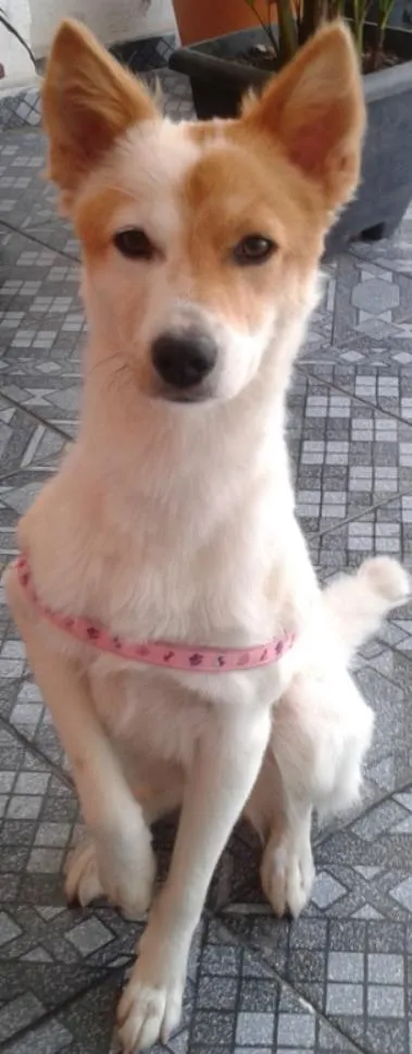 Cachorro ra a SRD idade 2 anos nome lessy