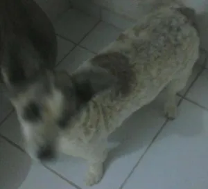 Cachorro raça mestiça idade 6 ou mais anos nome nicoly