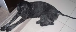 Cachorro raça Poodle idade 2 a 6 meses nome Spot