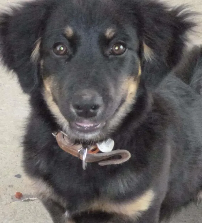Cachorro ra a SRD idade 2 anos nome Jack