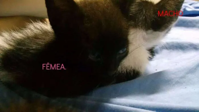 Gato ra a vira lata idade Abaixo de 2 meses nome sem nomes